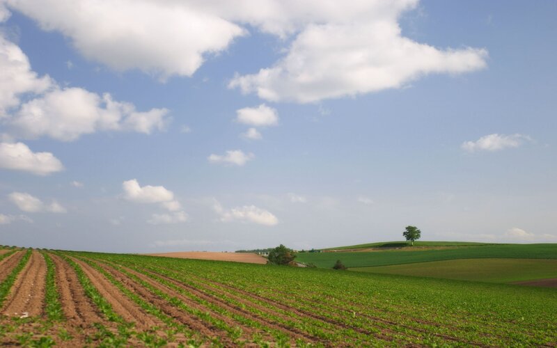Green Crop Fields