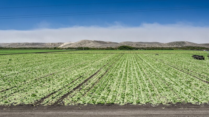 Green crops in a field