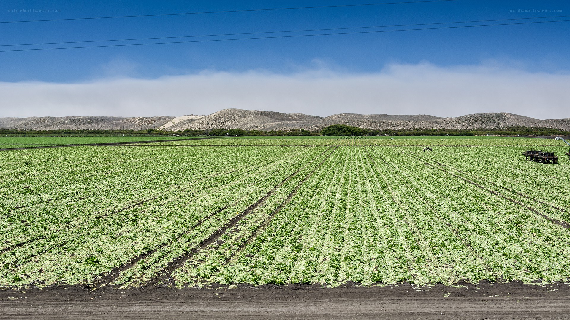 Green crops in a field