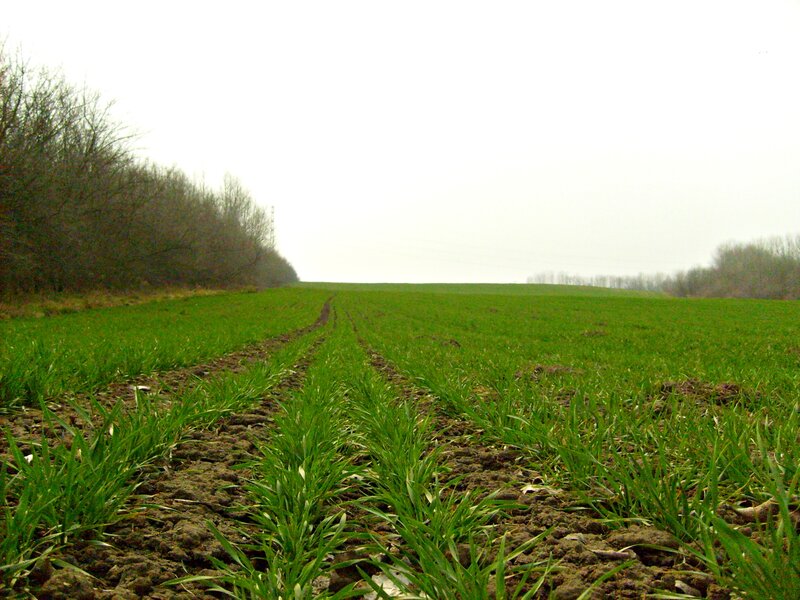 Green Crops in Field