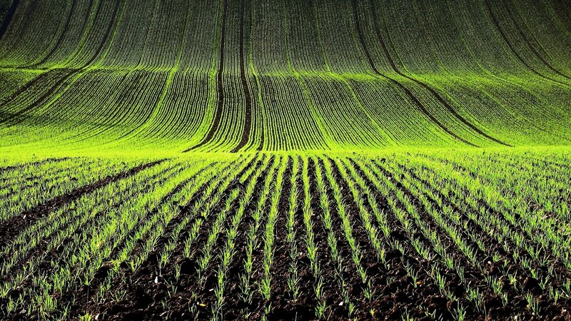 Green Crops in Rows
