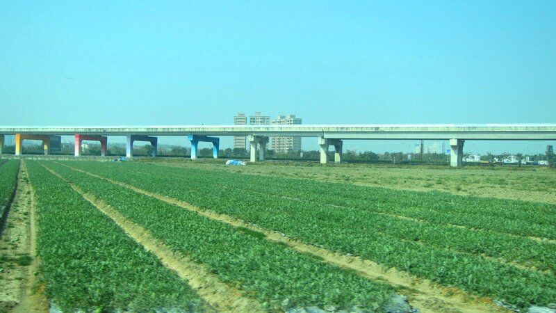 Green Crops under Bridge
