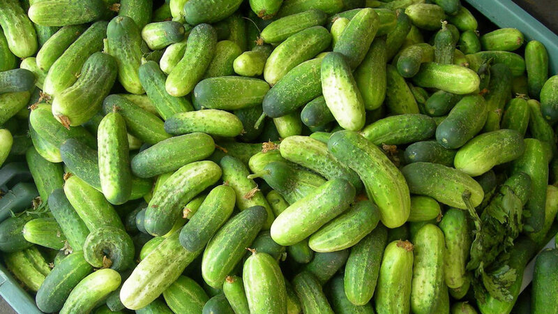 Green Cucumbers in Bin