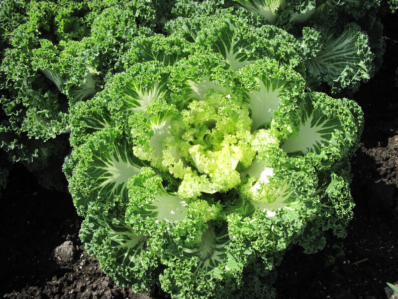 Green Curly Kale Plant