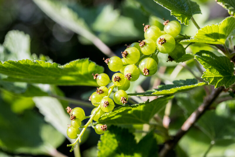 Green Currant Berries