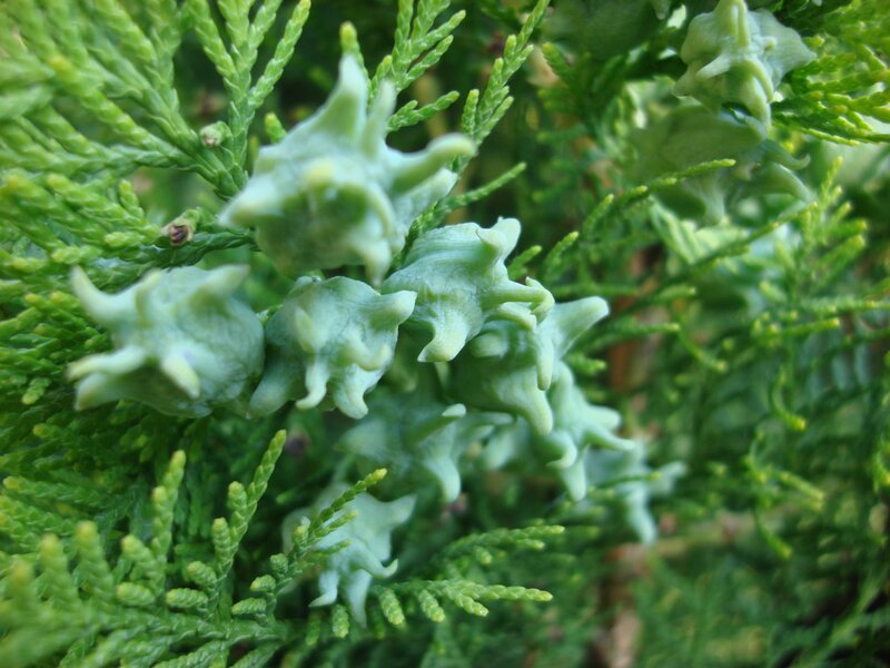 Green Cypress Cones — Natural