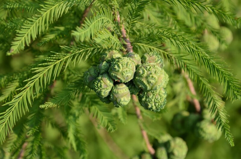 Green Cypress Cones