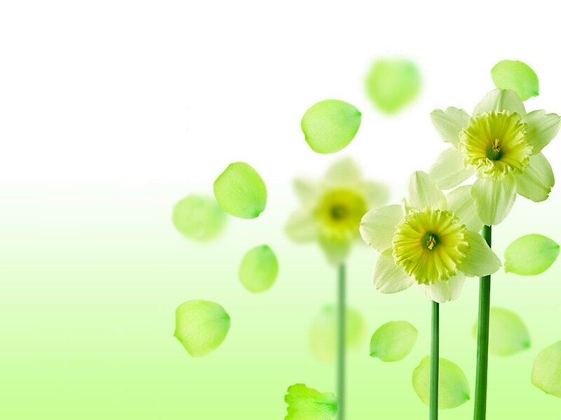 green daffodils in motion
