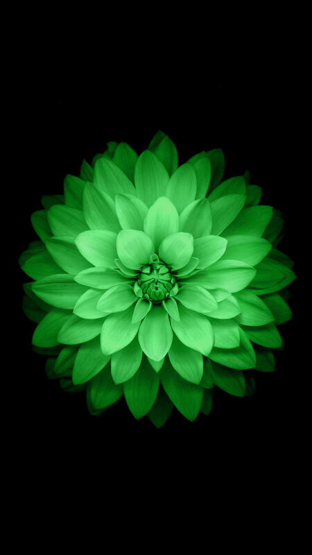 Green Dahlia Flower