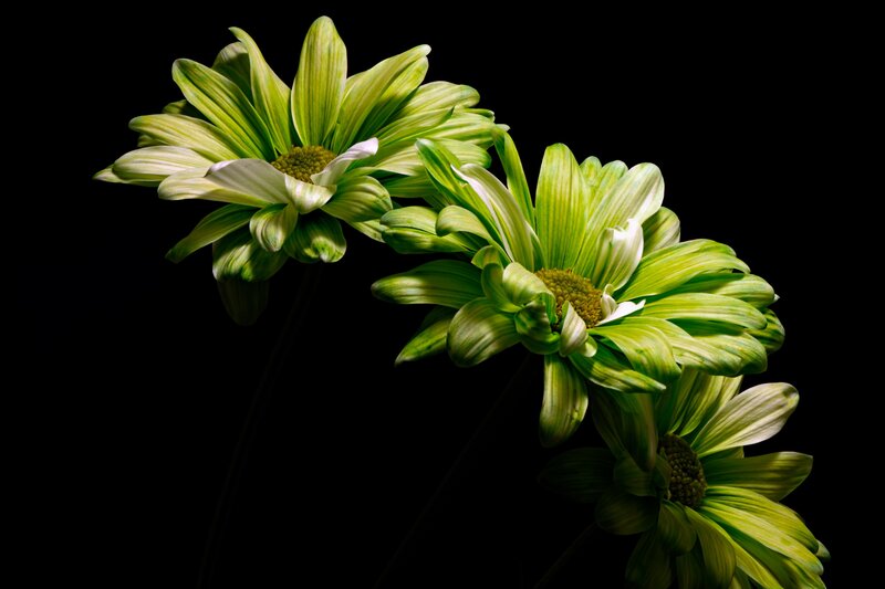 Green Daisies on Black