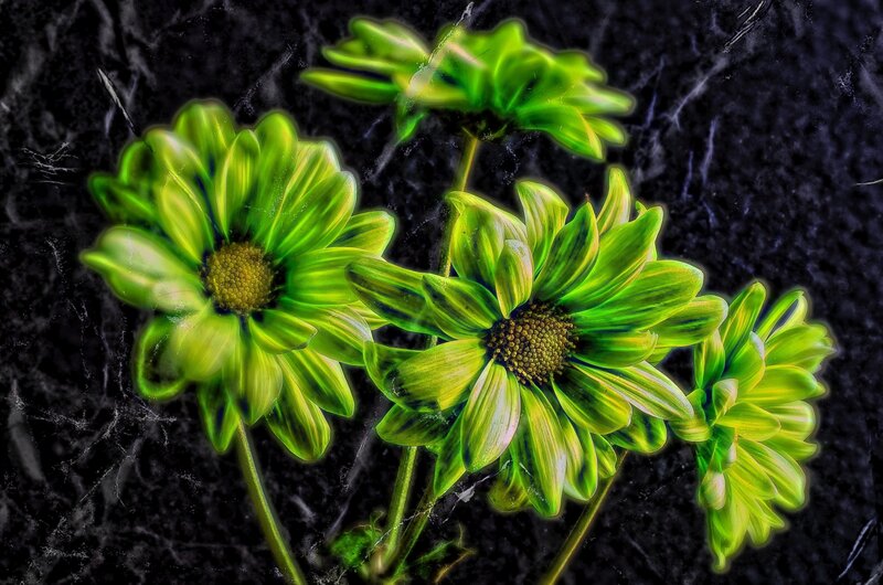 Green Daisies on Dark Surface