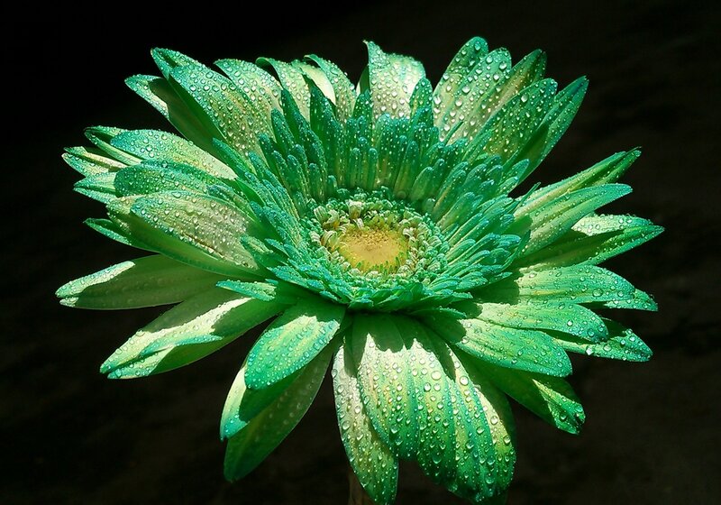 Green Daisy Flower — Dramatic