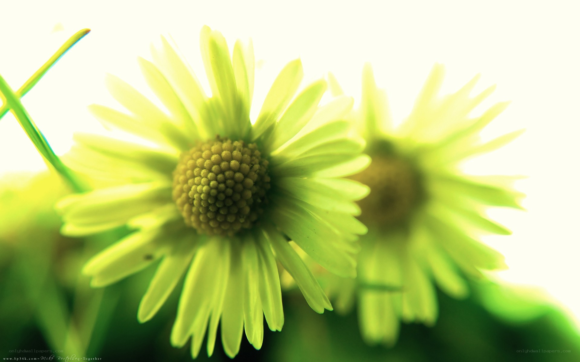green daisy flowers in sunlight