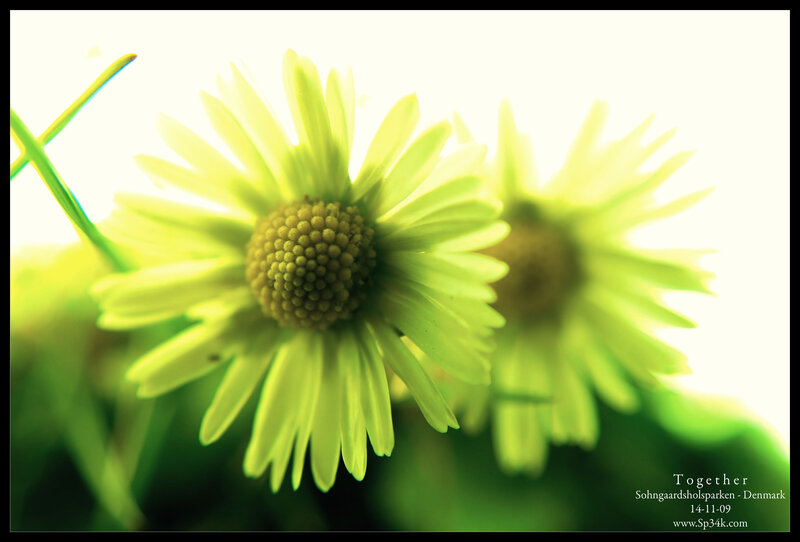 Green Daisy Flowers — Serene