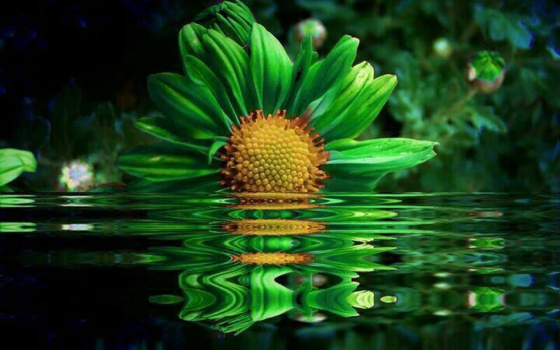 Green Daisy in Water