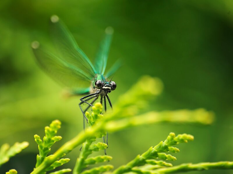 Green Damselfly on Branch