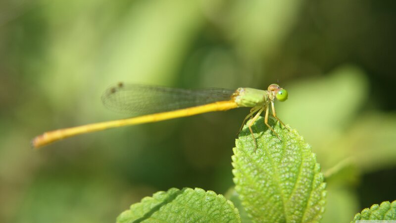 Green Damselfly on Leaf — Natural, Afternoon
