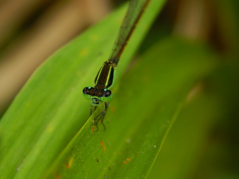 Green Damselfly on Leaf — Natural