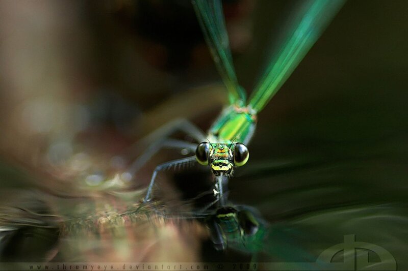 Green Damselfly on Water