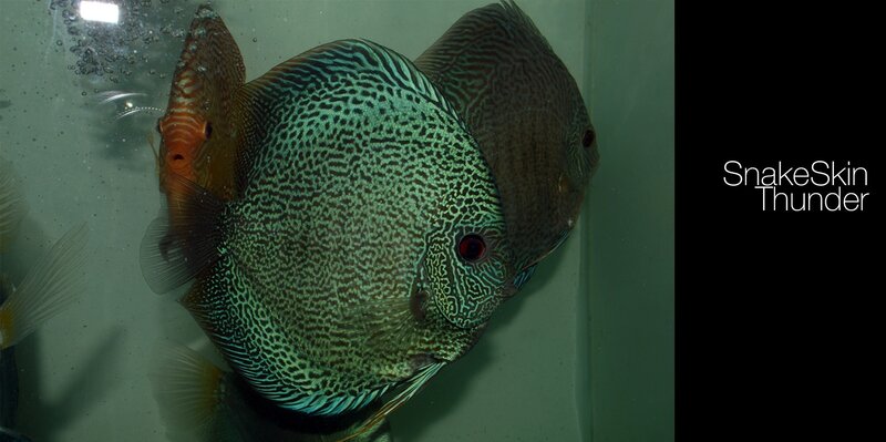 Green Discus Fish