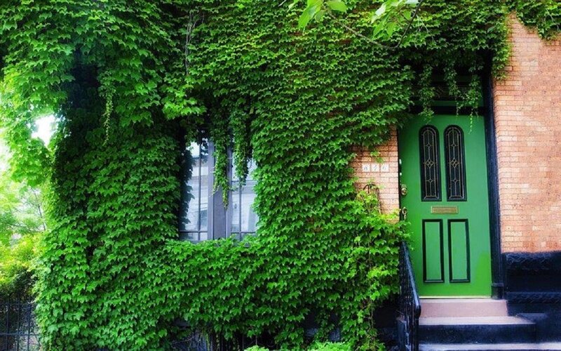 Green Door with Ivy — Serene, Spring