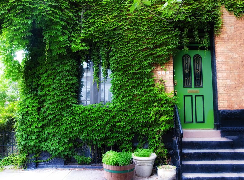 Green Door with Ivy — Serene