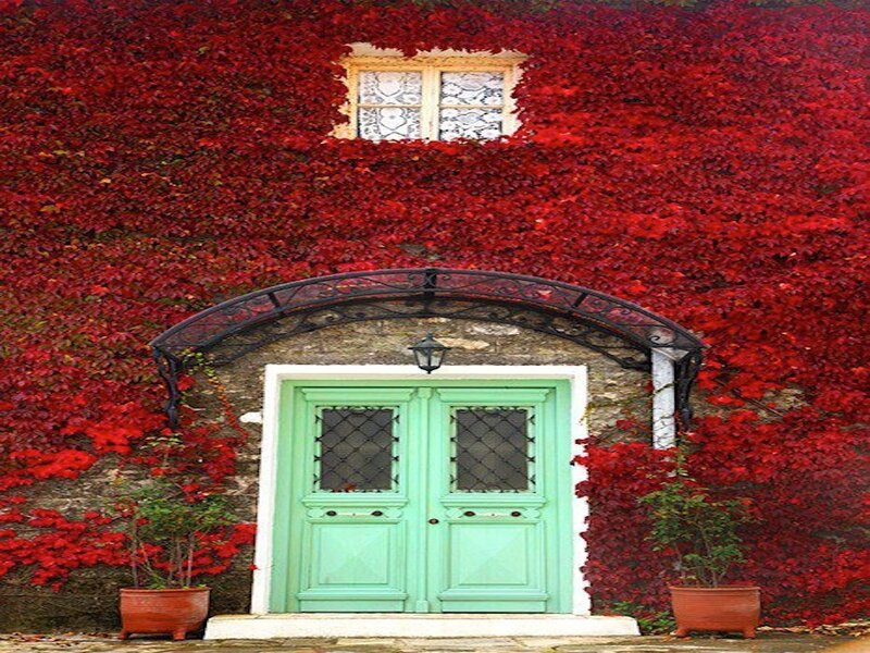 Green Door with Red Ivy