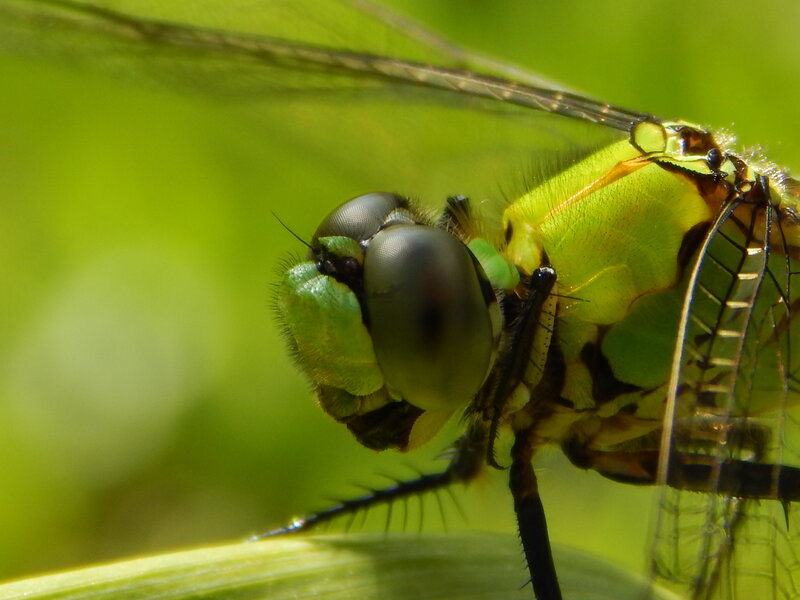 Green Dragonfly Head — Natural