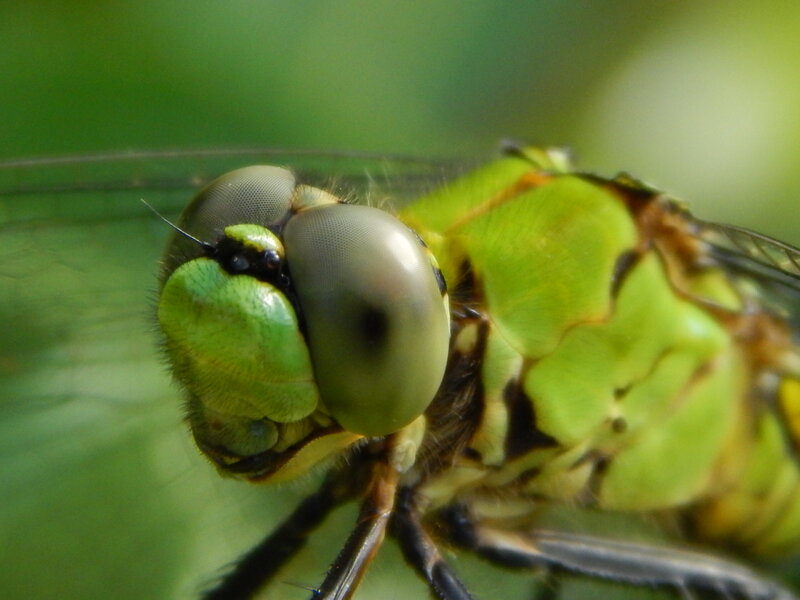 Green Dragonfly Head