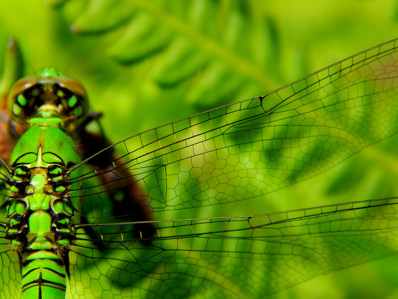 Green Dragonfly — Natural