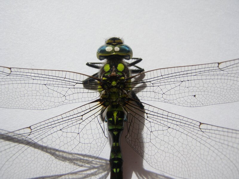 Green Dragonfly — Neutral