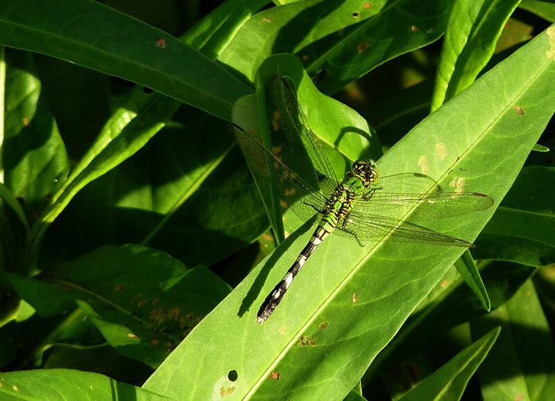 Green dragonfly on a leaf