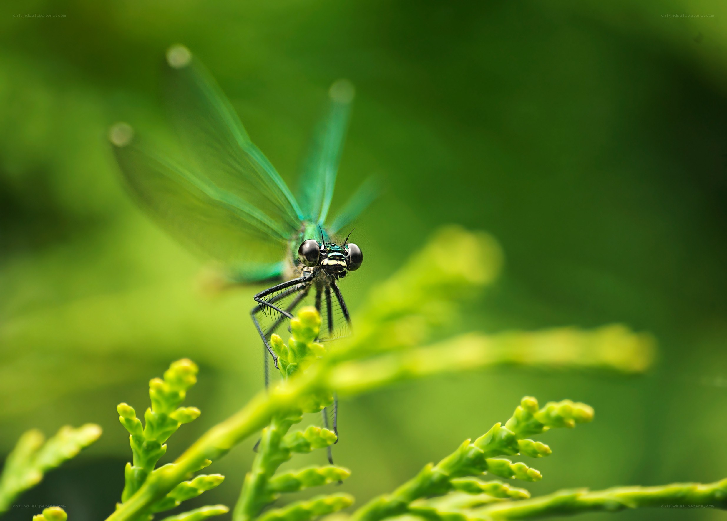 Green dragonfly on a plant