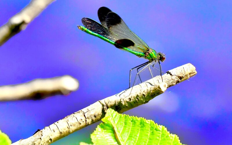 Green Dragonfly on Branch — Blue