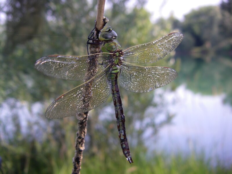 Green Dragonfly on Branch — Calm, Morning