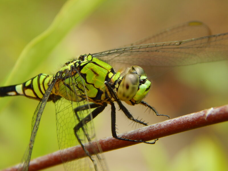 Green Dragonfly on Branch — Calm