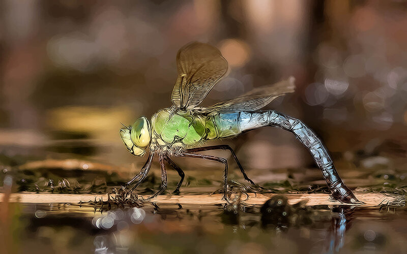 Green Dragonfly on Branch — Natural