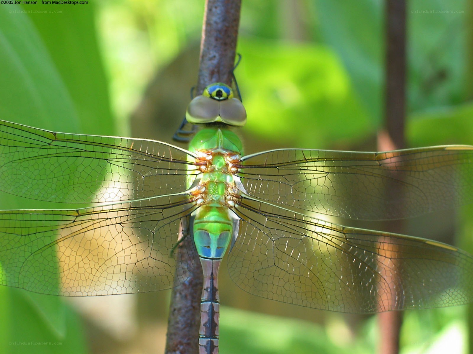 green dragonfly on branch