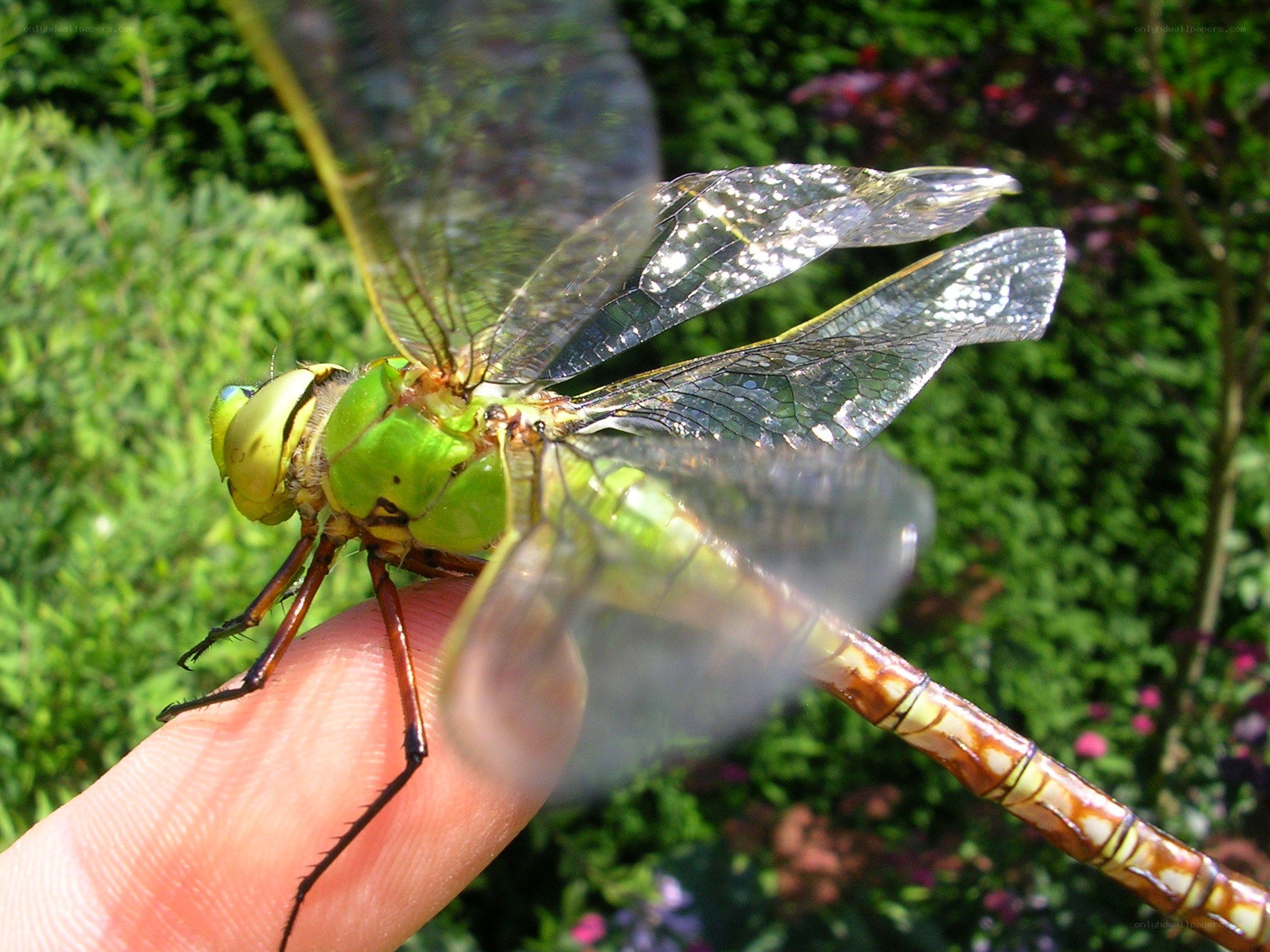 green dragonfly on finger
