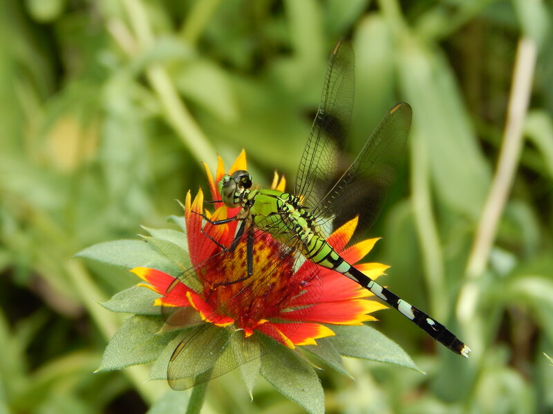 Green Dragonfly on Flower — Calm, Afternoon