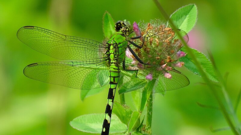 Green Dragonfly on Flower — Natural