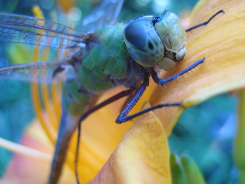 Green dragonfly on flower