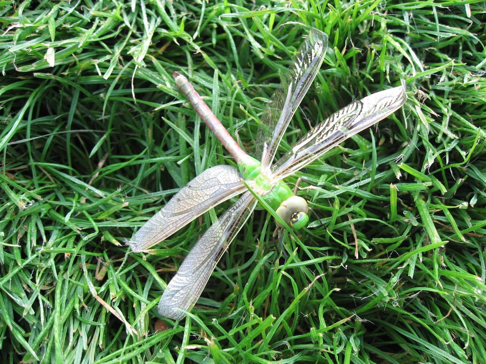 Green dragonfly on grass