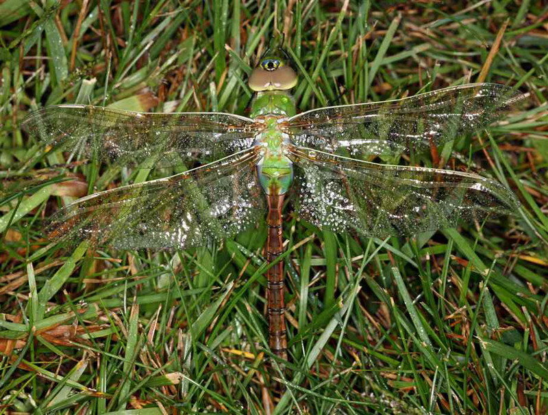 Green Dragonfly on Grass — Natural
