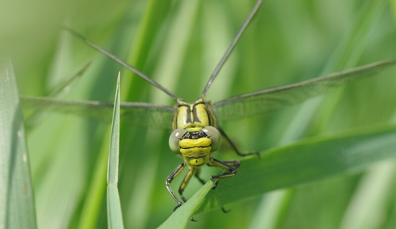 green dragonfly on grass