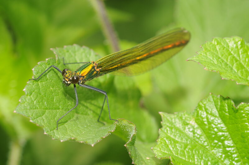 green dragonfly on leaf