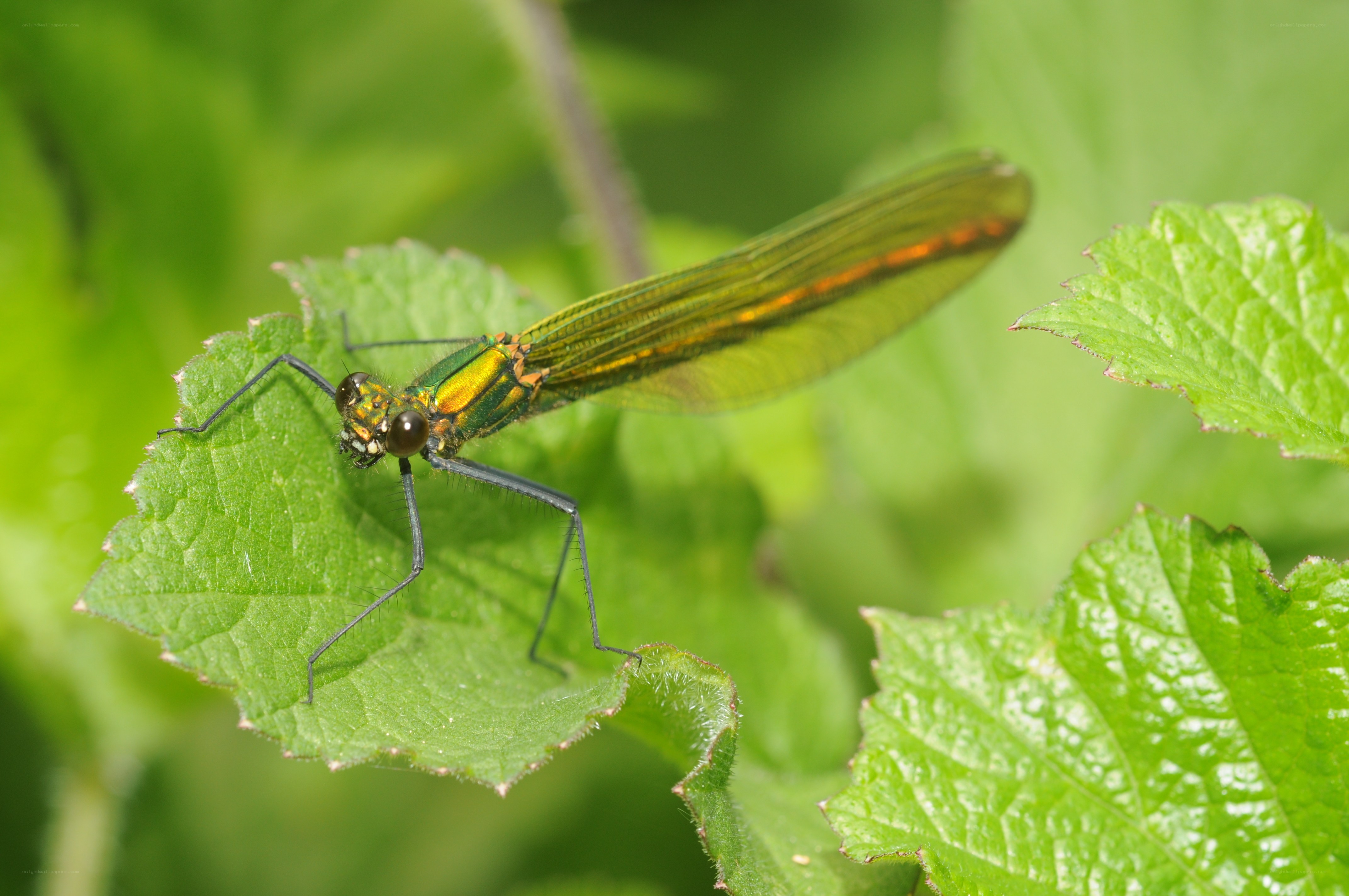green dragonfly on leaf