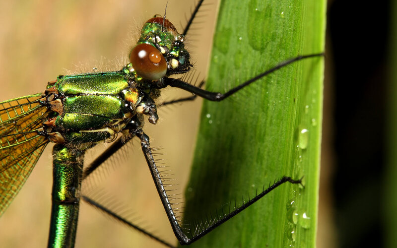Green dragonfly on leaf