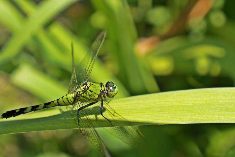 Green Dragonfly on Leaf — Calm