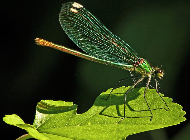 Green Dragonfly on Leaf — Dramatic, Afternoon